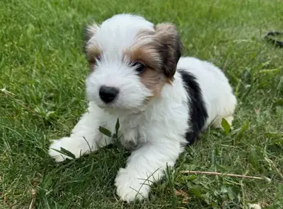 We have adorable hypoallergenic and non-shedding litter of 2 Biewer Yorke puppies. There is one boy...