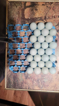 Pruebred Azur Blue hatching eggs