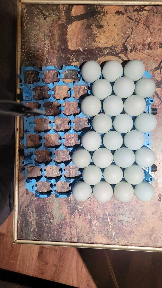 Pruebred Azur Blue hatching eggs in Livestock in Moncton