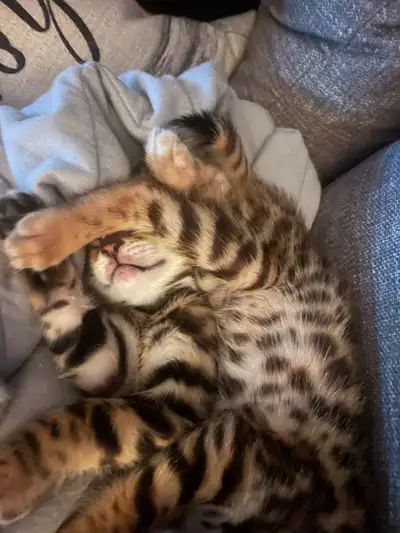 bengal kittins, View more