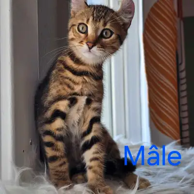 4 beaux chatons prêts pour adoption Croisé Bengal + Highlanlynx Vaccinés et verminfugés Ils sont nés...