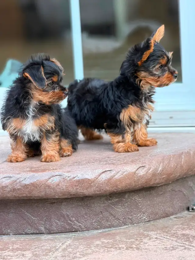 2 Toy Yorkies Puppies for sale in Dogs & Puppies for Rehoming in City of Toronto - Image 4