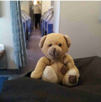 Lost small brown bear