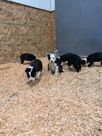 Border Collie Pups, View more