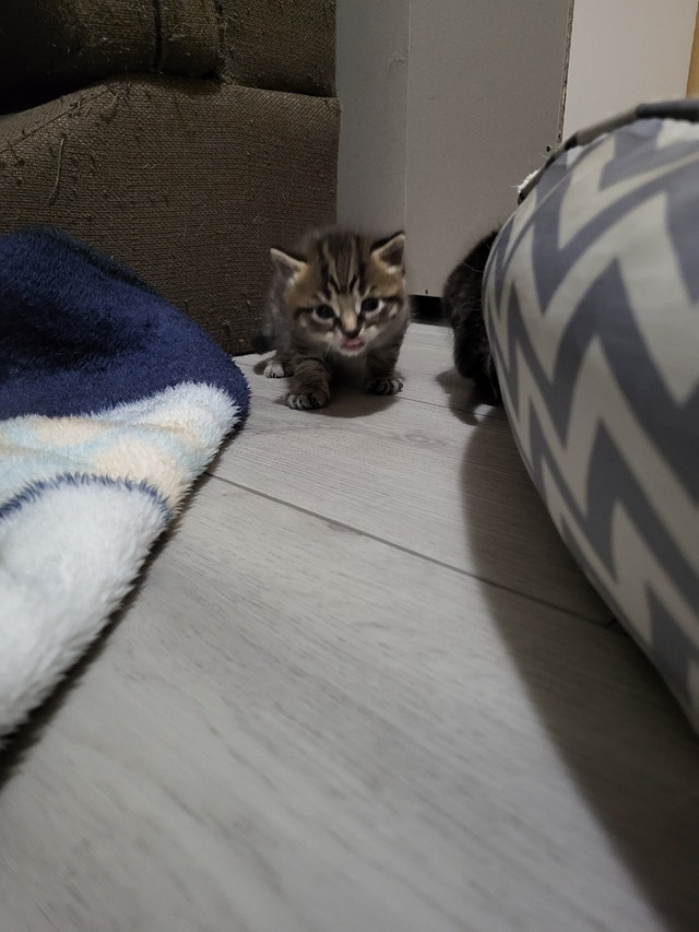 1 male tabby kitten ready to go Cats & Kittens for Rehoming Ottawa