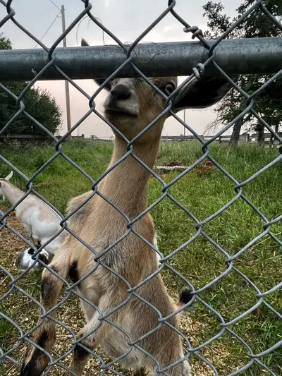 Would prefer they all go together. $350 for all 3 Dwarf Nigerian Mini goats 1 male and 2 female. ***...
