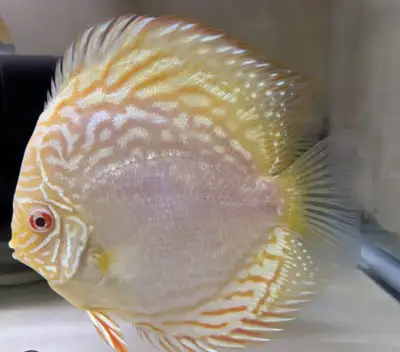 Discus Fish , View more