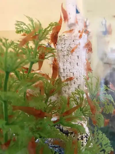 Cherry Shrimps ( now available!), View more