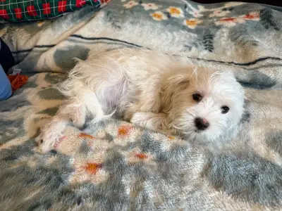 Morkie Puppy, View more