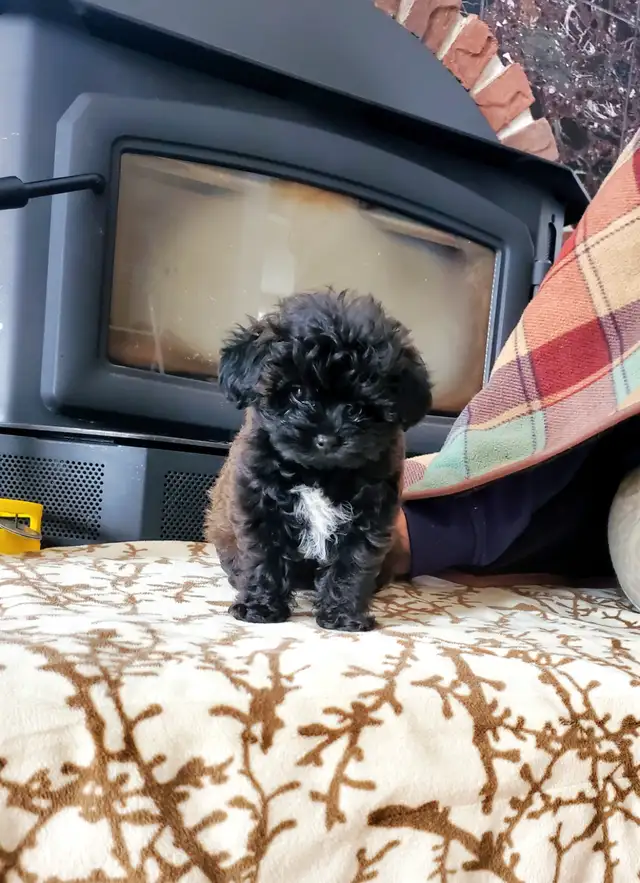 Yorkie poo- SOLD!!! in Dogs & Puppies for Rehoming in Oakville / Halton Region - Image 8