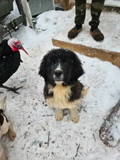 Last 2 saint Bernard/newfoundland puppies, View more