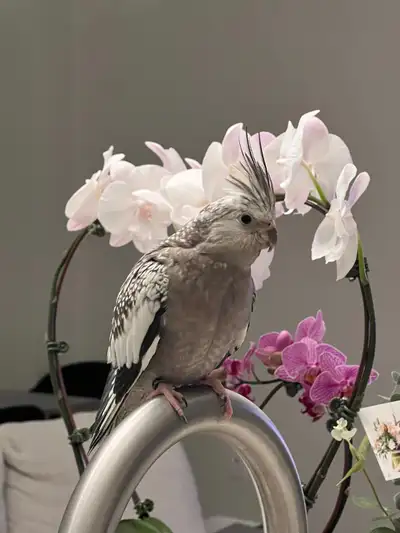 Cockatiel Pair (Cage, Food, and Bird bag included), View more