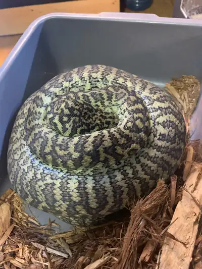 caramel zebra 100% het albino proven breeder , View more