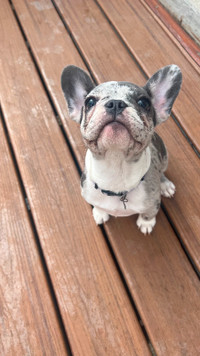 STUNNING FEMALE FRENCH BULLDOG MERLE