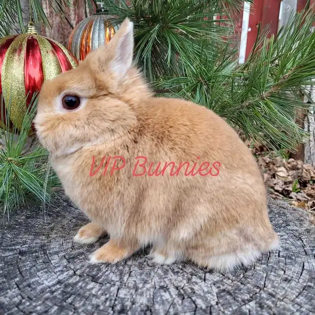 NETHERLAND DWARF,  LIONHEAD, HOLLAND LOP, MINI REX BUNNIES in Small Animals for Rehoming in Gatineau - Image 5