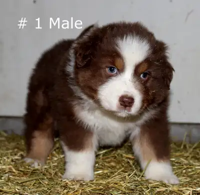Australian Shepherd Puppies, View more