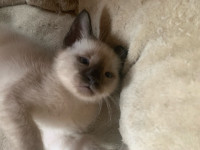 Siamese Kittens 