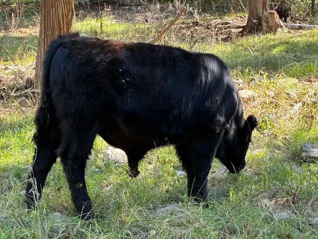 Black angus cross bull calf  in Livestock in Vernon - Image 4