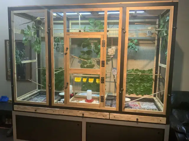 Large Aviary, Birds and Supplies! in Birds for Rehoming in Lethbridge - Image 4