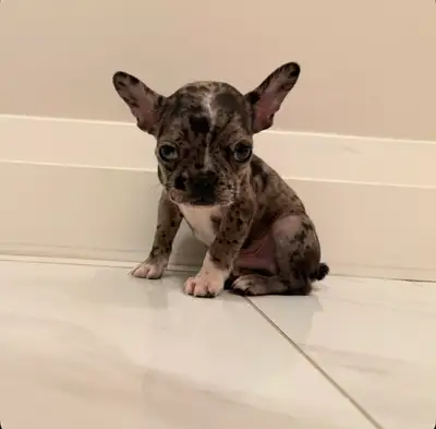 French Bulldog Puppy, View more