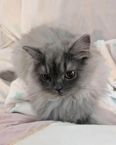 British Longhair Female kitten 1 year old, View more