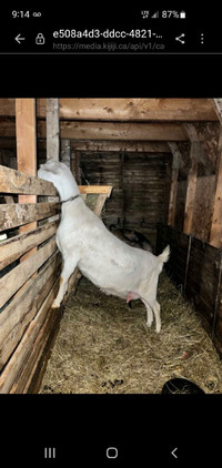 Looking to buy a couple goats