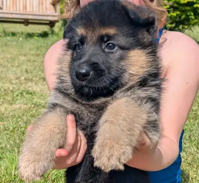 Quality German Shepherd Puppies, View more