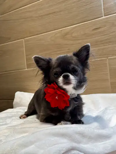 Petite femelle chihuahua de 3.5 ans sterelisée enr. ckc, View more