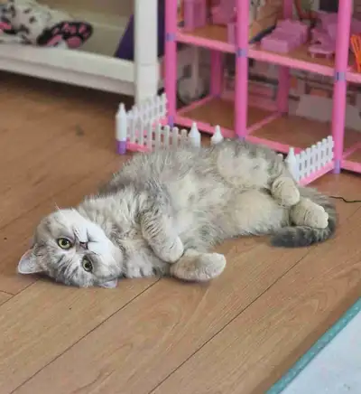 Beautiful Female British Shorthair – 1 Year Old – Looking for a Forever Home Located in [ Surrey ] W...