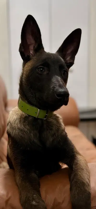 //\\ENGLISH WILL FOLLOW//\\ Taïga est une très belle berger malinois charbonné, née le 8 juillet 202...