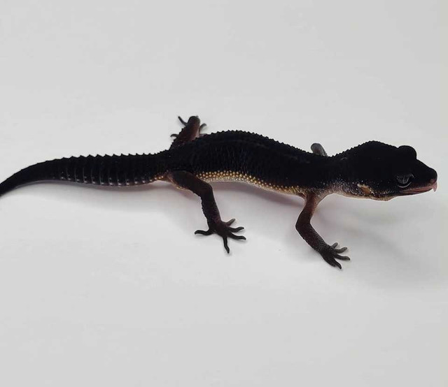 BLACK NIGHT LEOPARD GECKOS!! in Reptiles & Amphibians for Rehoming in City of Halifax