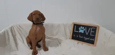 Eight Beautiful Vizsla Puppies, View more