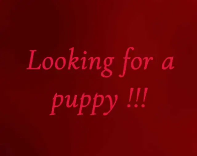 Looking for a service dog candidate! in Other in Kitchener / Waterloo - Image 2