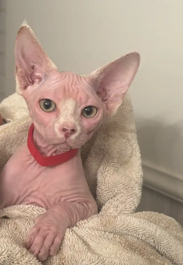 Hairless sphynx kittens in Cats & Kittens for Rehoming in North Bay - Image 6