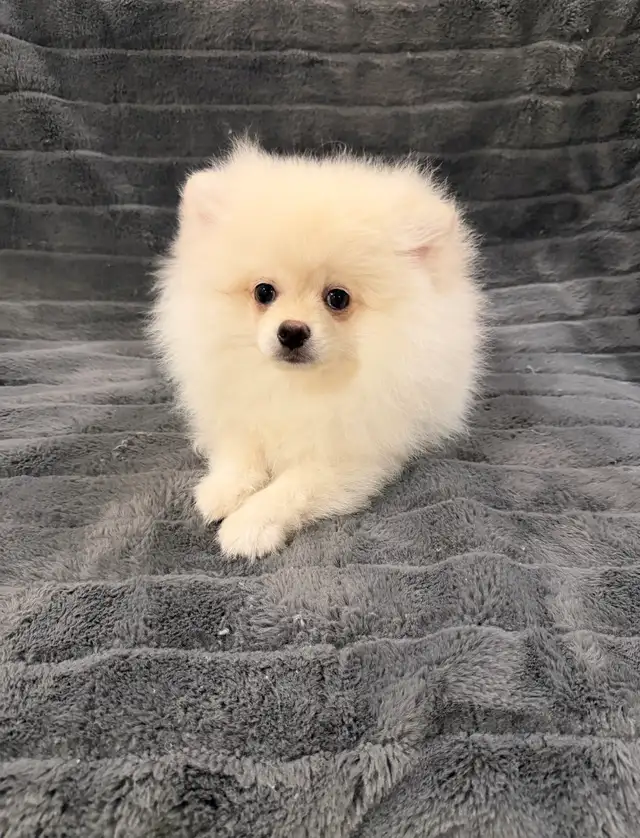 Pomeranian puppy in Dogs & Puppies for Rehoming in Richmond - Image 4