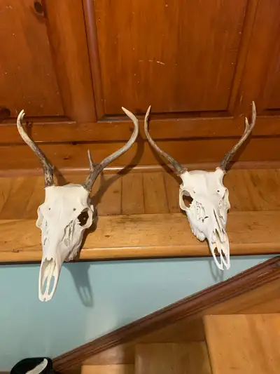 6 crâne  de chevreuils blanchi, View more