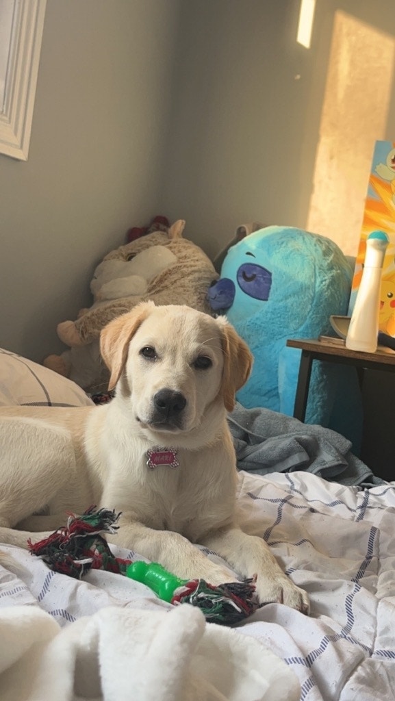 Great pyrenese/ golden retriever Dogs & Puppies for Rehoming Guelph