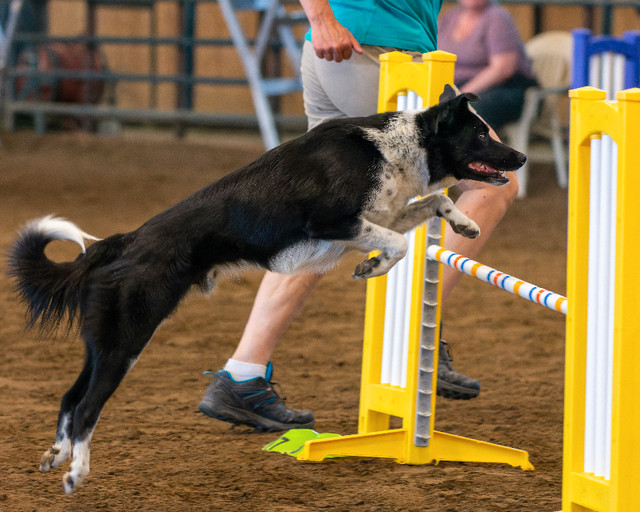Dog Agility for Beginners in Animal & Pet Services in Edmonton - Image 3