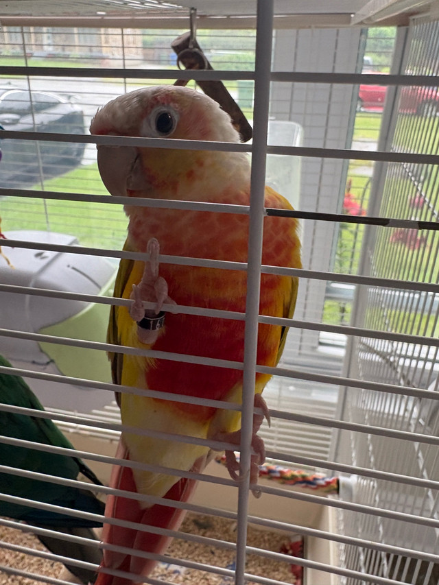2 conures dans Oiseaux à adopter  à Laurentides - Image 2