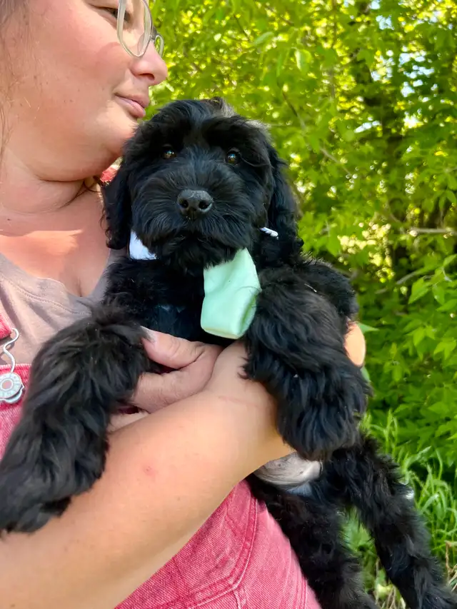 WHEATEN TERRIER/poodle Christian Doodles since 2004 in Dogs & Puppies for Rehoming in Edmonton - Image 3