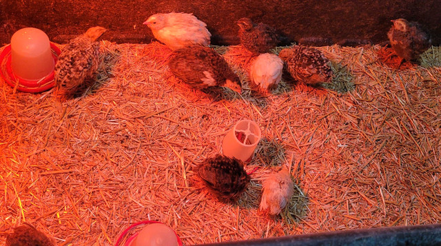 Quail babies in Birds for Rehoming in Moose Jaw - Image 4
