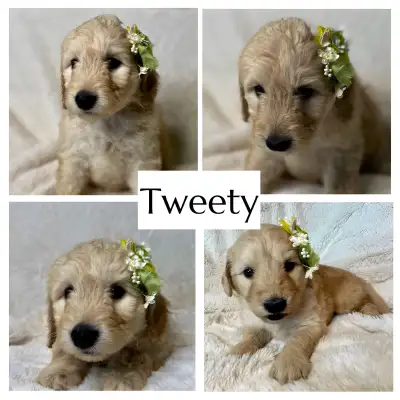 Text or calls preferrred 780-268-4533, I can share videos and photos of the pup you are interested i...