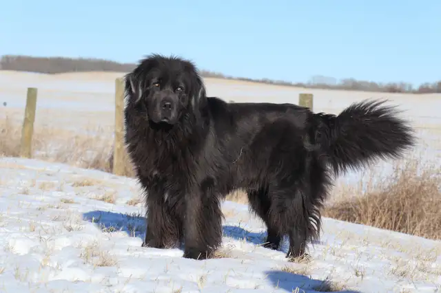 LAST PUPPY Beautiful Purebred Newfoundland in Dogs & Puppies for Rehoming in Red Deer - Image 10