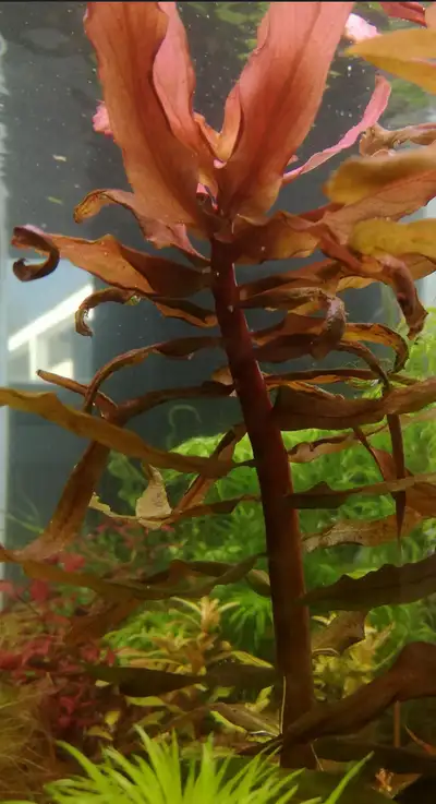 Ammannia Gracilis Not very common Red/Orange stem plant. It can grow a very thick stem which has a u...