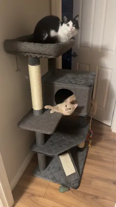 Hi there! I’m a full time nurse, my partner is a full time plumber. Our two cats and us are seeking...