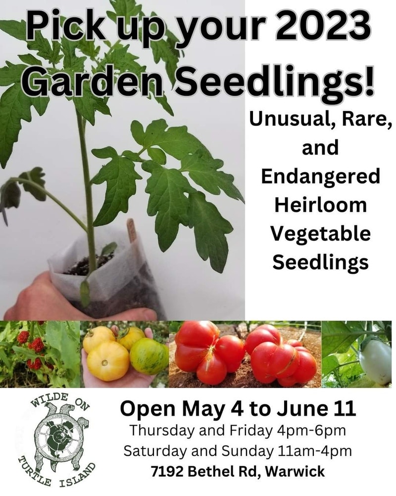 Rare Heirloom Vegetable Seedlings Plants, Fertilizer & Soil London