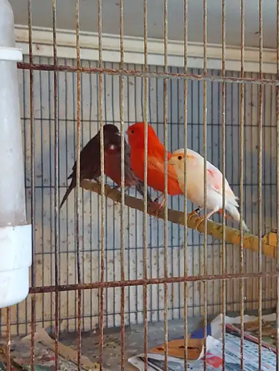 BIRDS FOR SALE!!!!, View more