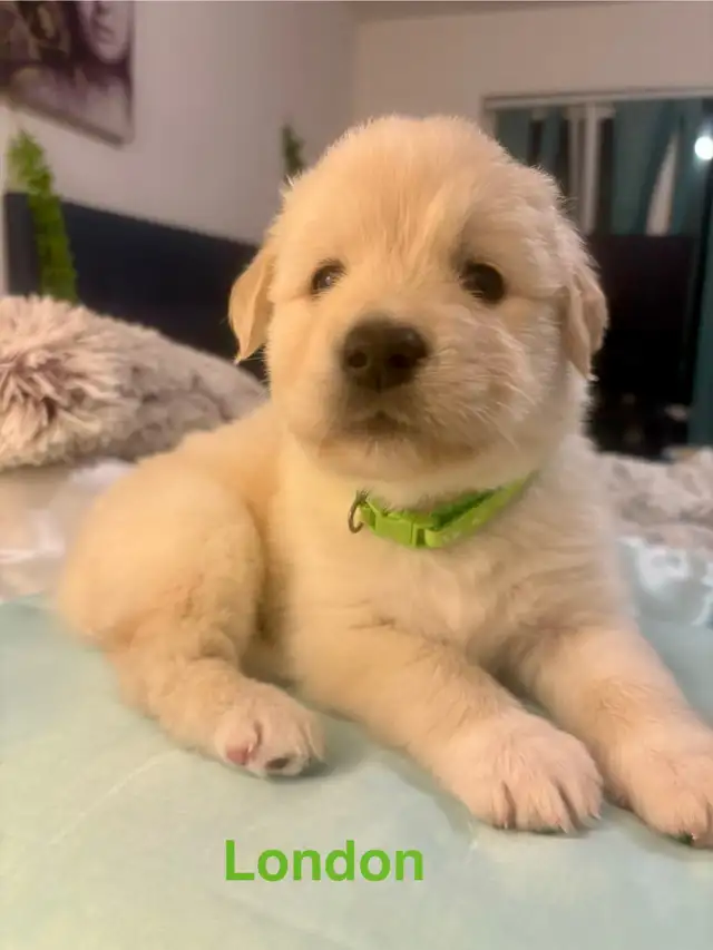 Golden Retriever × Rottweiler Puppies: The Rare Hybrid Blending Gentle Giants and Loyal Tyrants