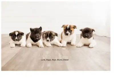 American Akita Puppies , View more