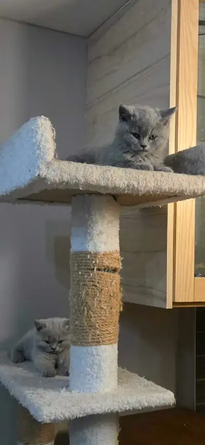 Scottish fold/ British shorthair kittens for sale , View more